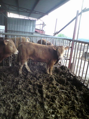 Αφοί Κρεοπωλεία Καλλέργη