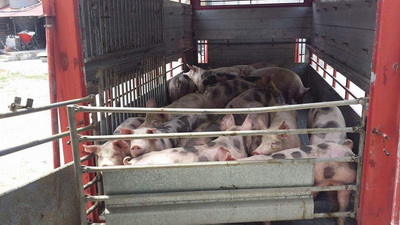 Αφοί Κρεοπωλεία Καλλέργη