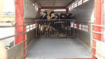 Αφοί Κρεοπωλεία Καλλέργη