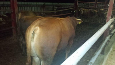 Αφοί Κρεοπωλεία Καλλέργη