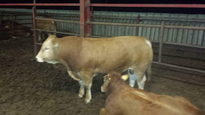 Αφοί Κρεοπωλεία Καλλέργη