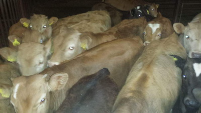 Αφοί Κρεοπωλεία Καλλέργη