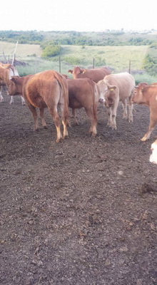 Αφοί Κρεοπωλεία Καλλέργη