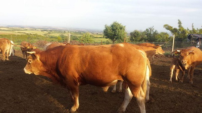 Αφοί Κρεοπωλεία Καλλέργη