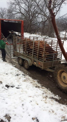 Αφοί Κρεοπωλεία Καλλέργη