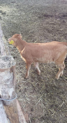 Αφοί Κρεοπωλεία Καλλέργη