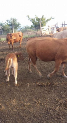 Αφοί Κρεοπωλεία Καλλέργη