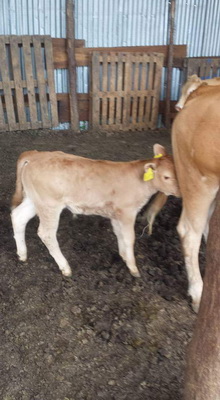 Αφοί Κρεοπωλεία Καλλέργη