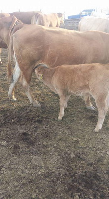 Αφοί Κρεοπωλεία Καλλέργη