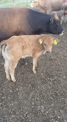 Αφοί Κρεοπωλεία Καλλέργη