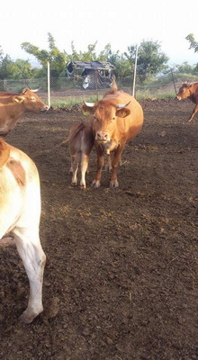 Αφοί Κρεοπωλεία Καλλέργη